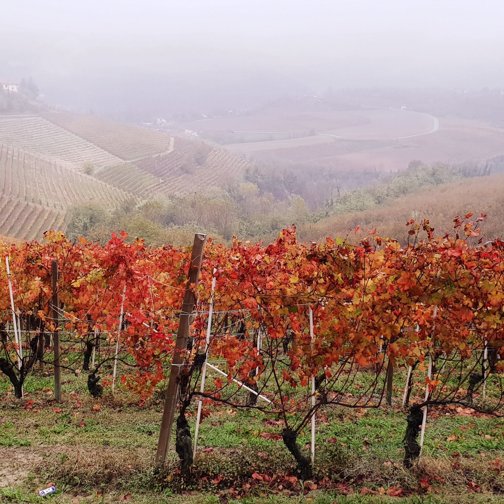 vigneti-langhe-piemonte