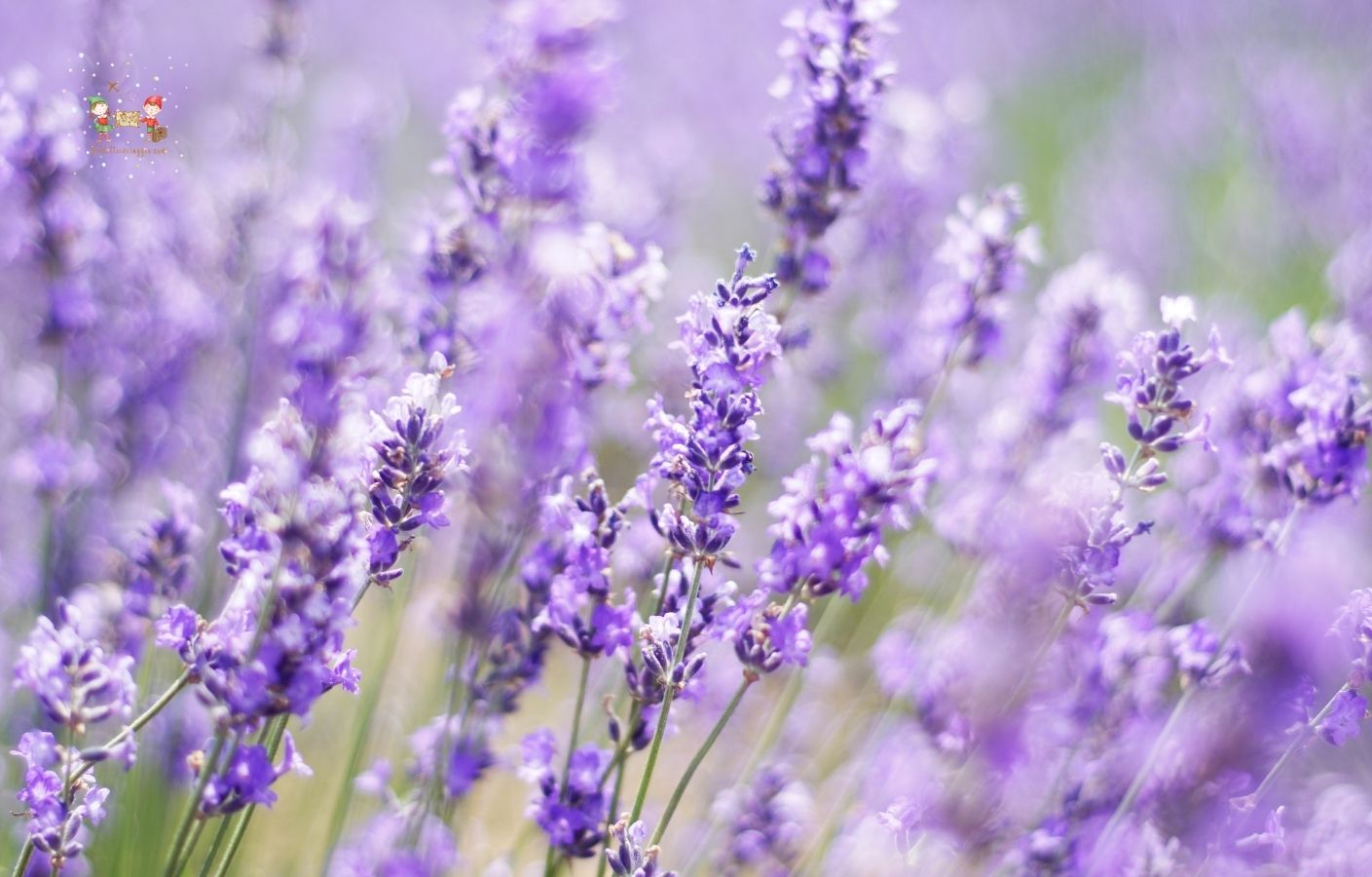 Lavandeto di Arquà Petrarca con lavanda in fiore