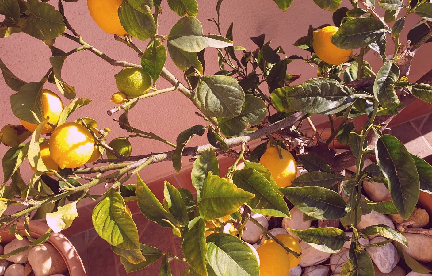 limone-proprietà-usi